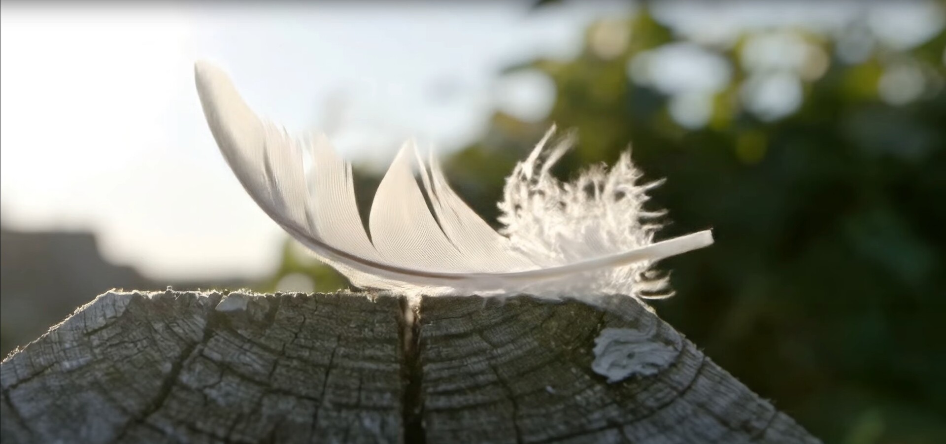 Captura de: Veo 3 demo | Feather's journey